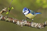 Eurasian Blue Tit